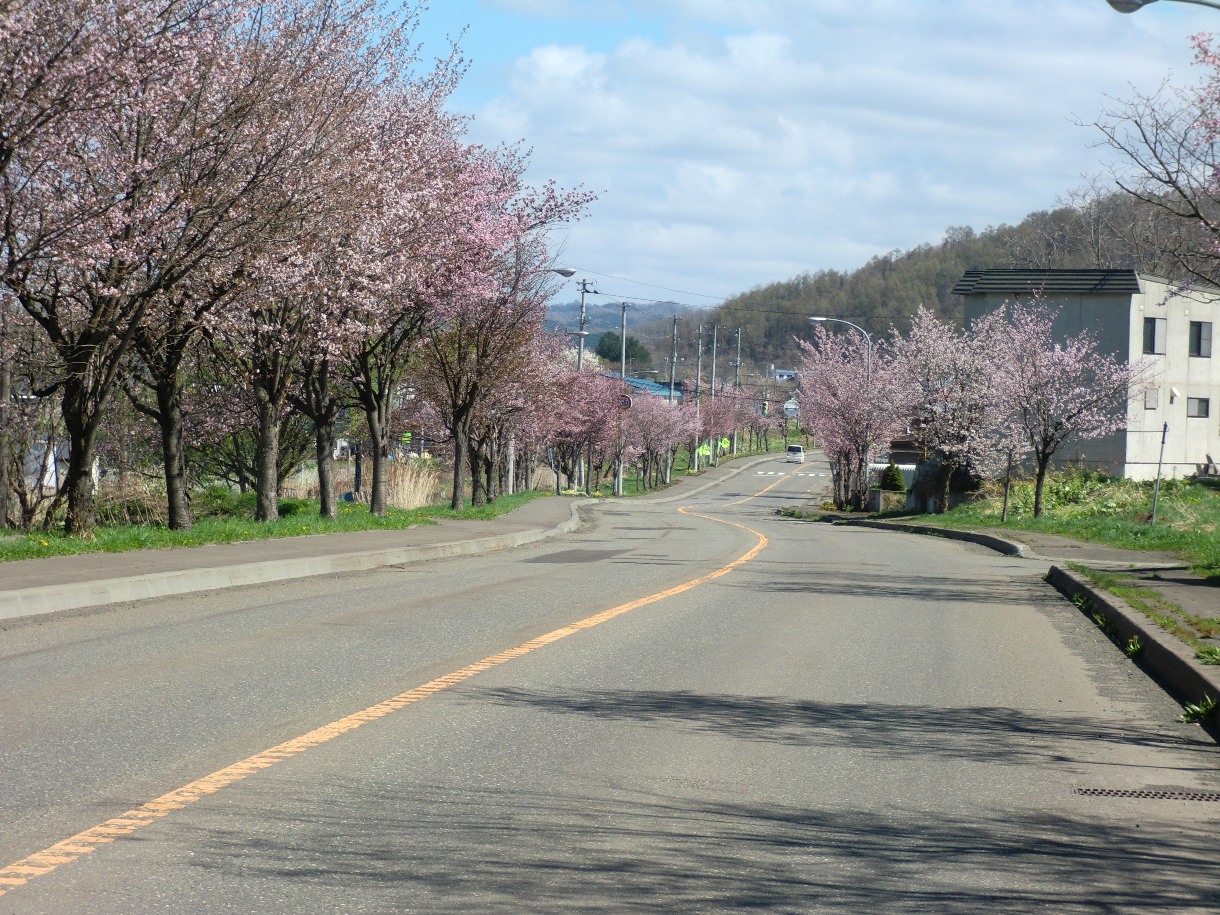 春の道道の写真