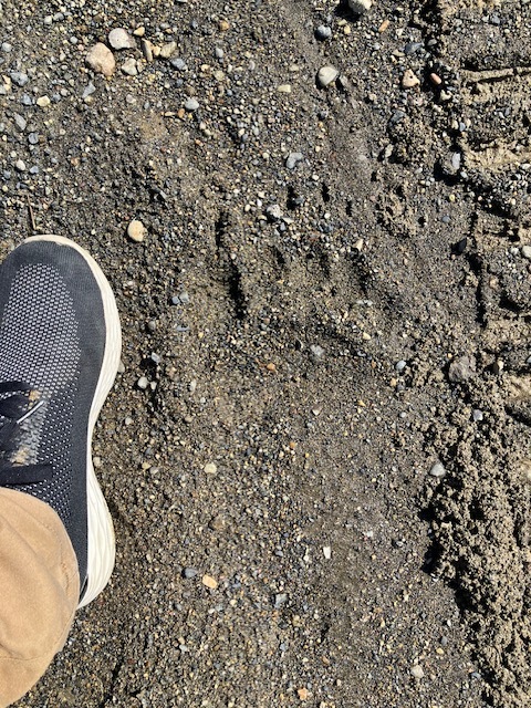 砂地での足跡（前足）