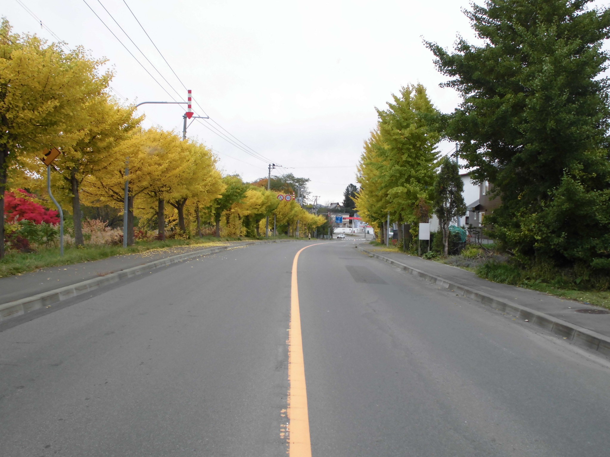 秋の道道の写真