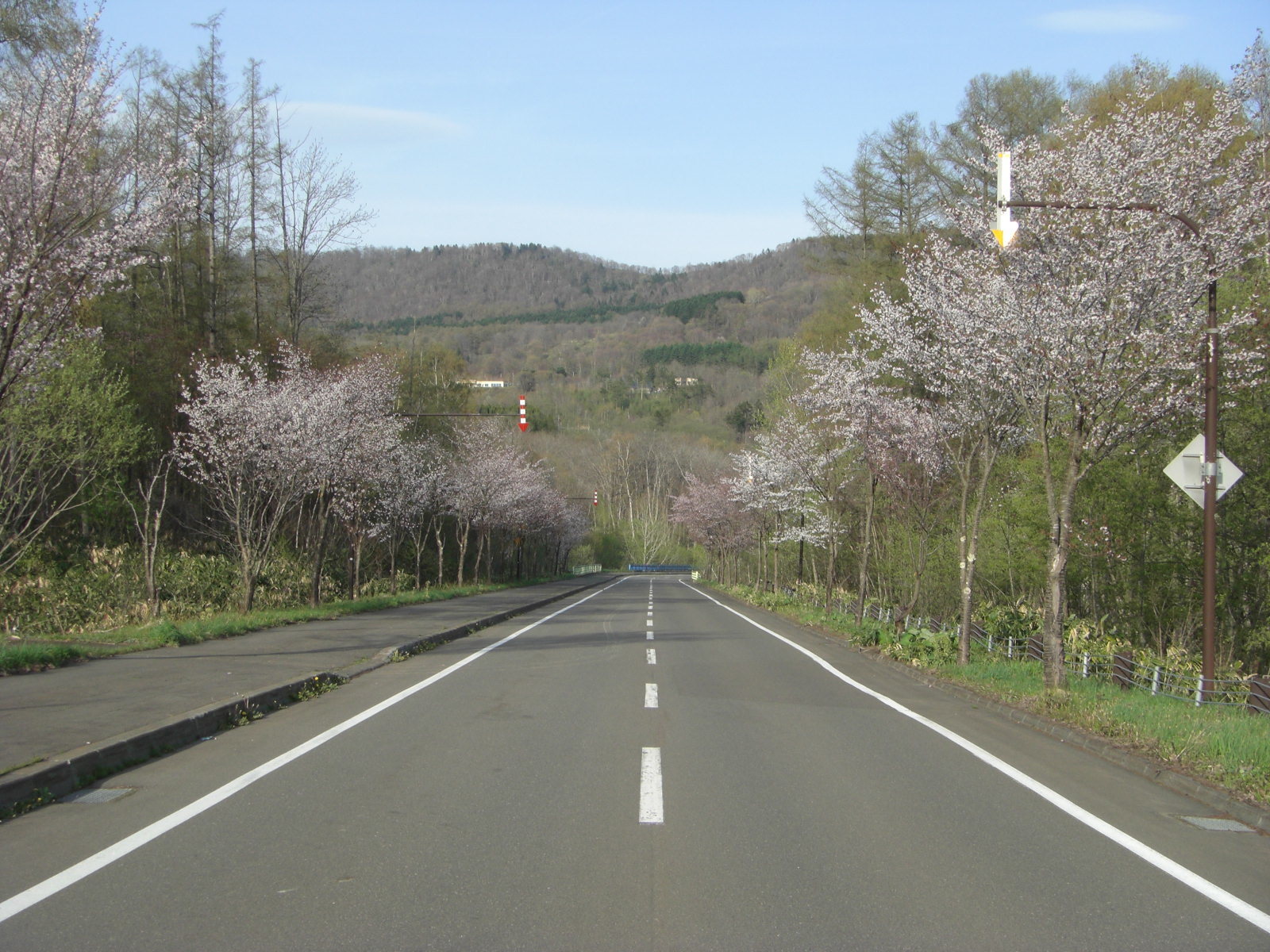 春の市道の写真