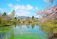 画像：赤平公園の池と桜と空