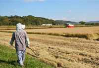 画像：稲刈り中の田んぼのあぜ道を歩く農家の女性
