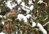 画像：雪が積もっている松の木で松ぼっくりをかじるエゾリス