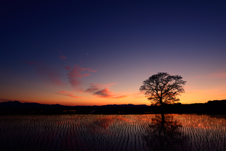 フォトコンテスト2014応募作品「一苗万倍」夕暮れの濃紺とオレンジが映える空と1本の木、無数に植えられた稲の苗の対比が印象的な写真