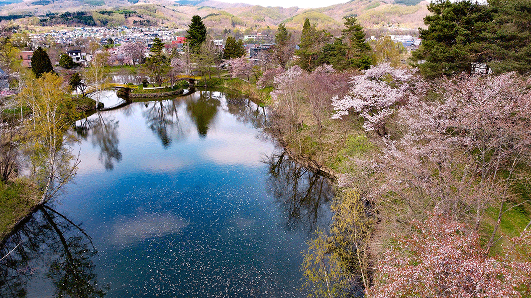 写真：空と池に散る桜