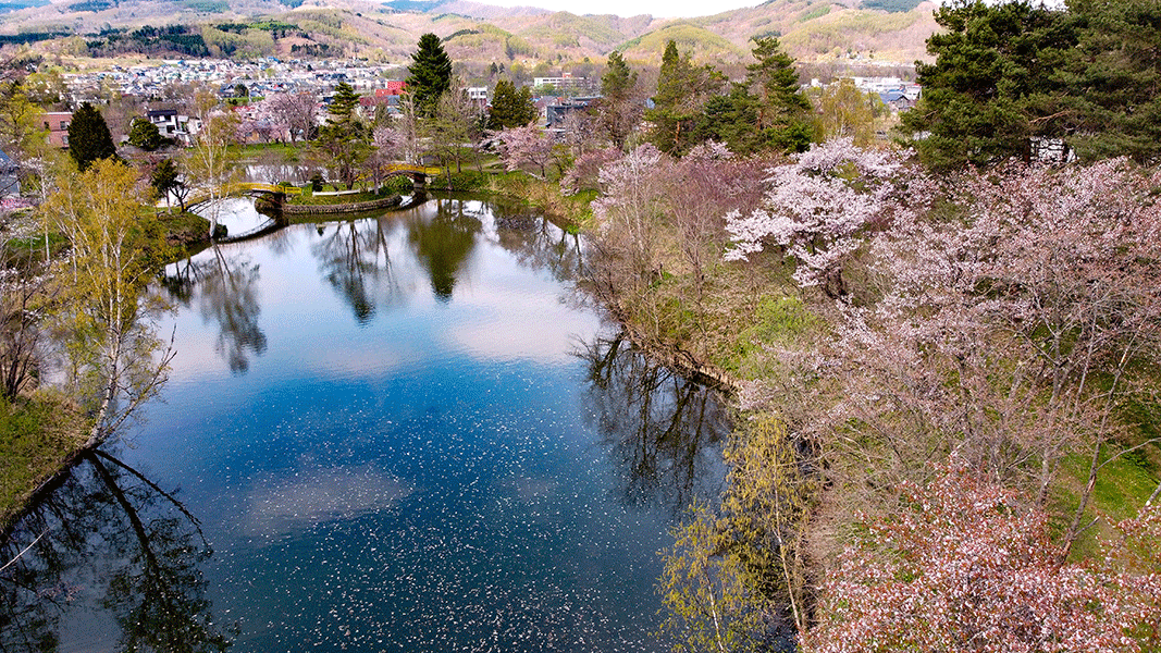 写真：「空と池に散る桜」