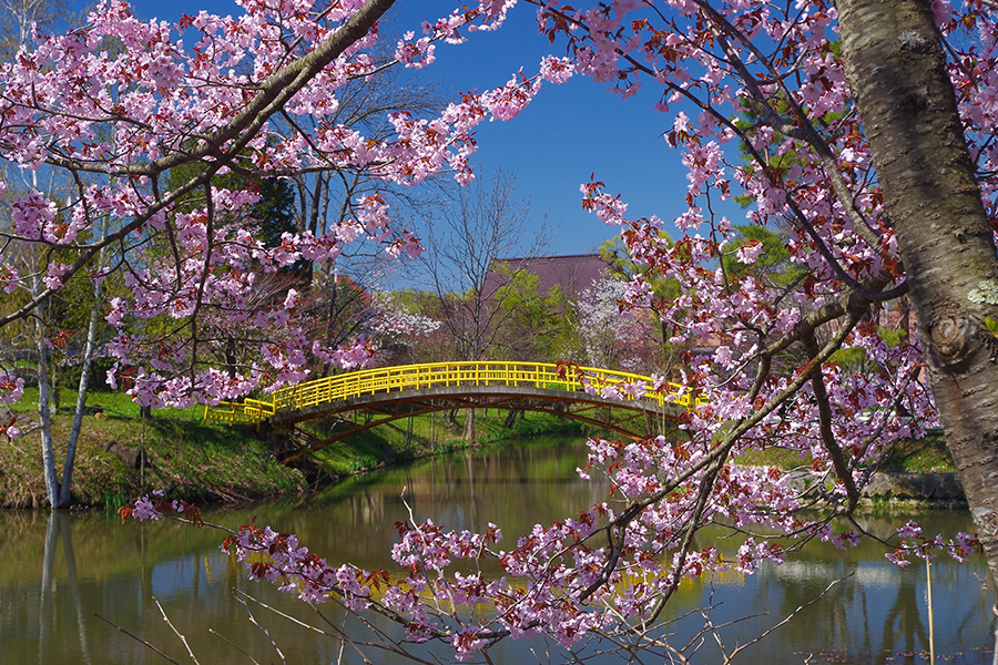 写真：「春色に包まれて」