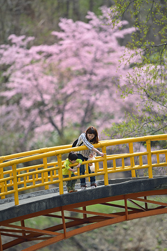写真：桜の咲く頃に